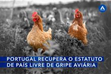 Portugal recupera o estatuto de país livre de gripe aviária