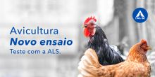 Avicultura - Novo ensaio | Teste com a ALS!