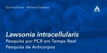Suinicultura - Novos Ensaios | Pesquisa de Lawsonia intracellularis