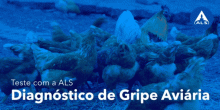 Teste com a ALS | Diagnóstico de Gripe Aviária