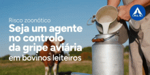 Risco zoonótico | Seja um agente no controlo da gripe aviária em bovinos leiteiros