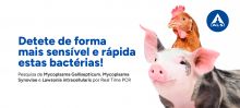 Lawsonia Intracellularis, Mycoplasma gallisepticum e synoviae | Detete de forma mais sensível e rápida estas bactérias!